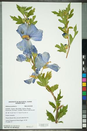 Neuchatel herbarium hibiscus syriacus neu000092644